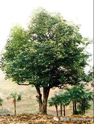 不同树龄的古树茶口感有什么差别? (1).jpg